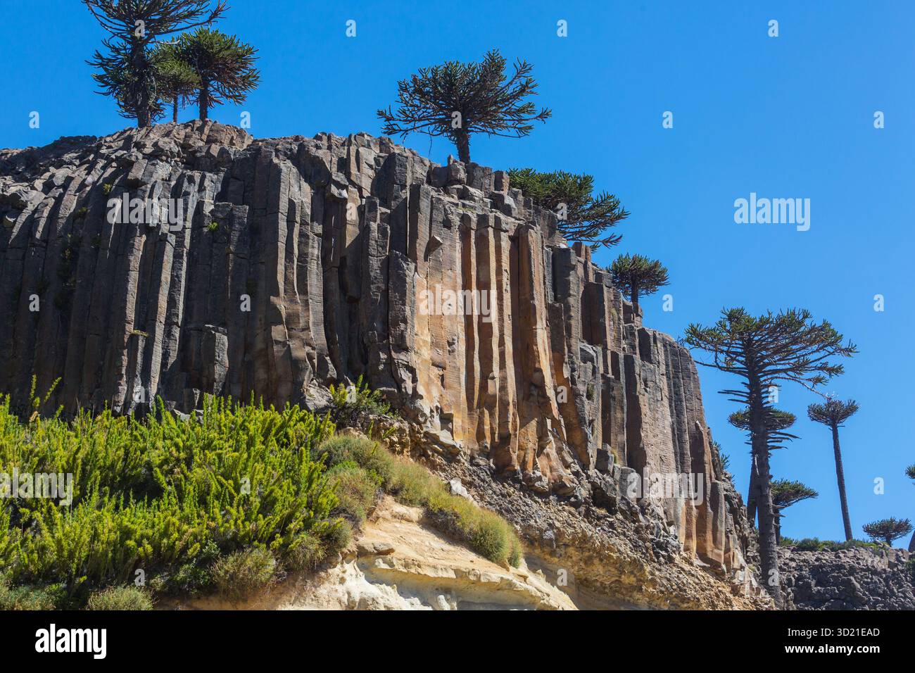 Unusual Araucaria (Araucaria araucana) trees in Andes mountains, Chile ...