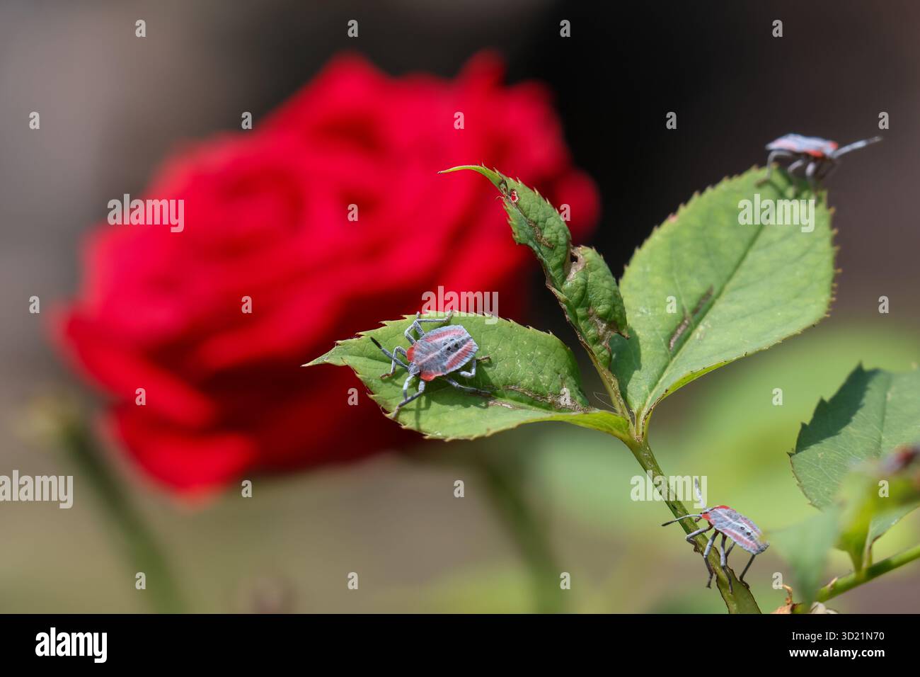 Strong Insecttsd Selective focus Pentatomoidea Sitting on a red rose tree Insects with ...