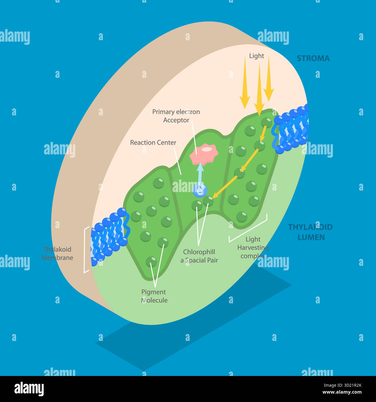 3D Isometric Flat Illustration of Biology Education, Photosystem ...