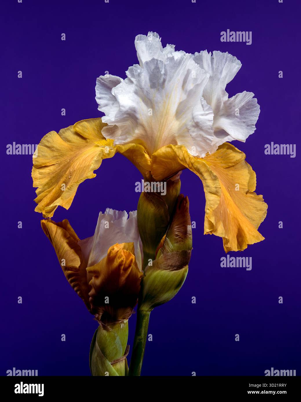 Elegant White and Yellow Bearded Iris on Deep Blue Stock Photo