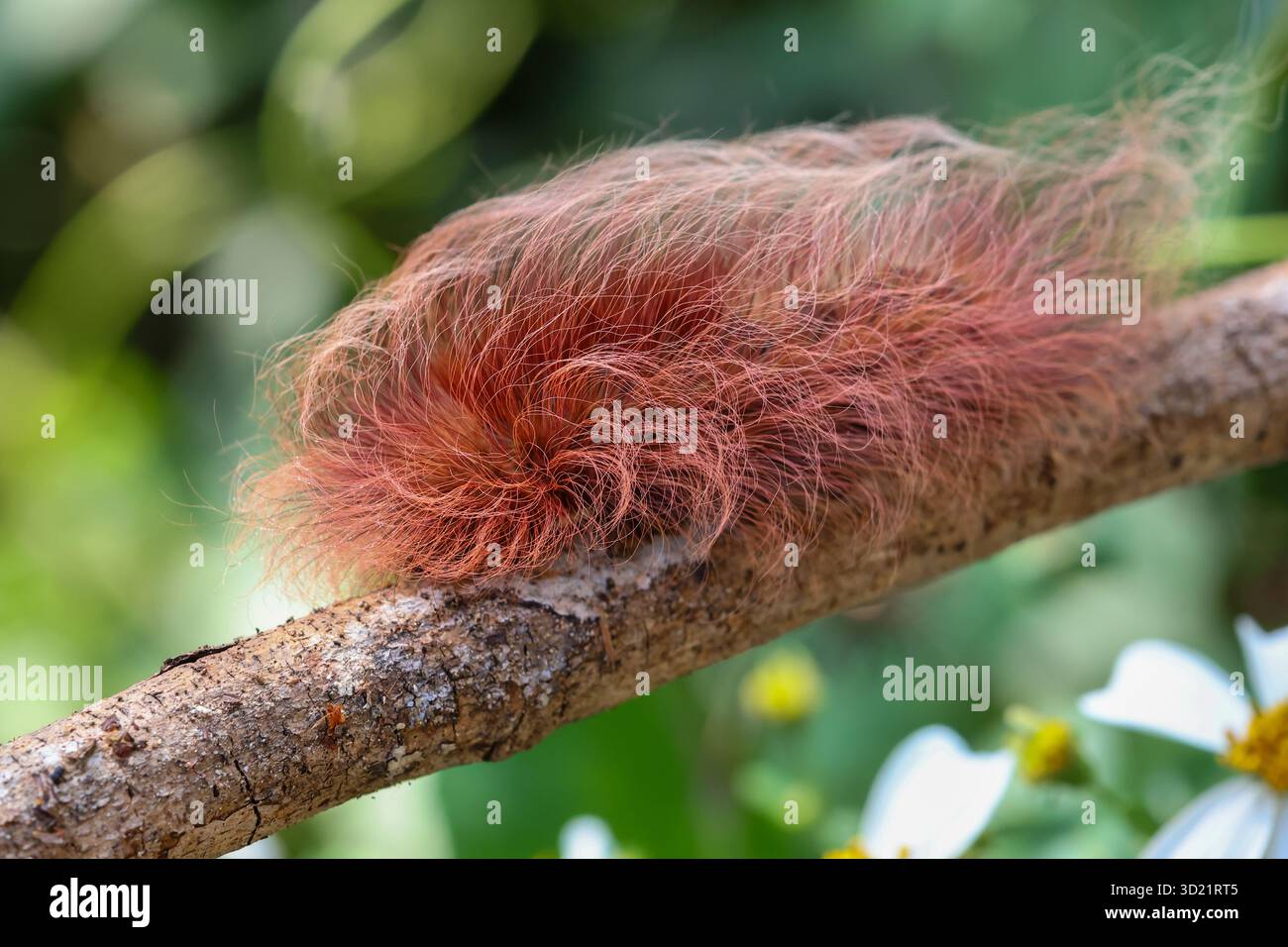 selective focus, large, fluffy, pink caterpillar Insects that look ...