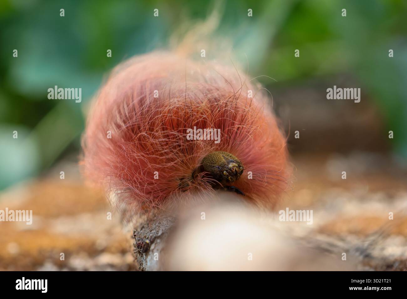 selective focus, large, fluffy, pink caterpillar Insects that look ...