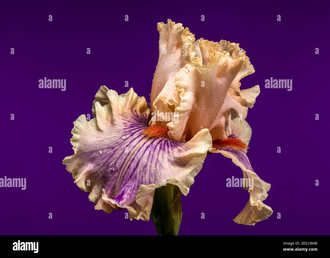 Soft Elegance of a Peach and Purple Bearded Iris on Royal Purple Stock Photo