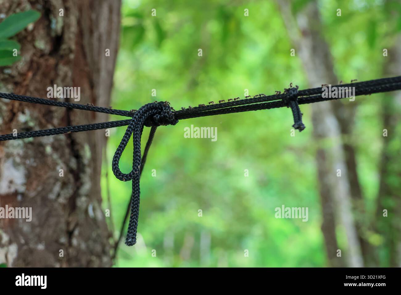 selective focus A hammock rope tied to a shady tree with many ants walking on the rope. There is space for text. Green nature background. Stock Photo