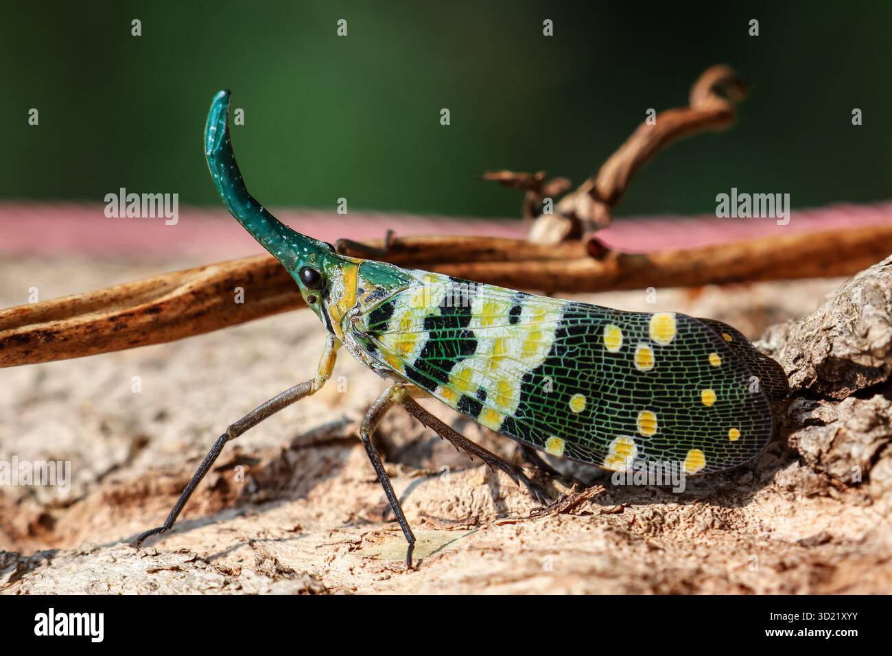 Selective focus Fulgoridae, colorful insects with beautiful patterns ...
