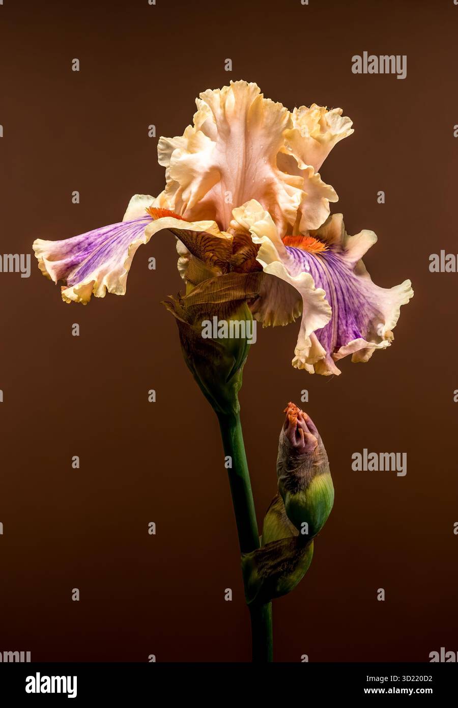 Soft Peach and Purple Iris Bloom with Bud on Brown Stock Photo