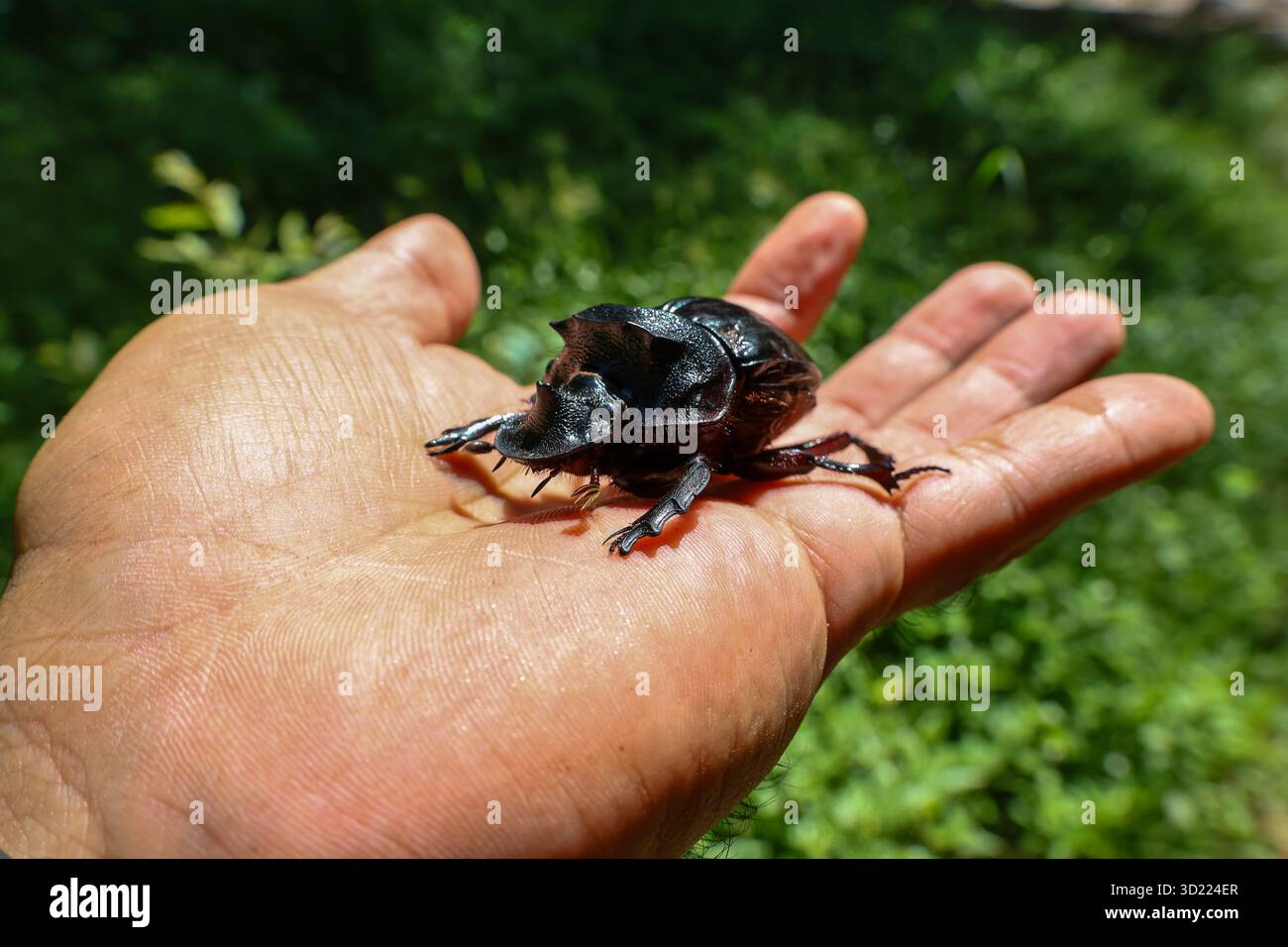 Dung beetle rolling cute hi-res stock photography and images - Alamy