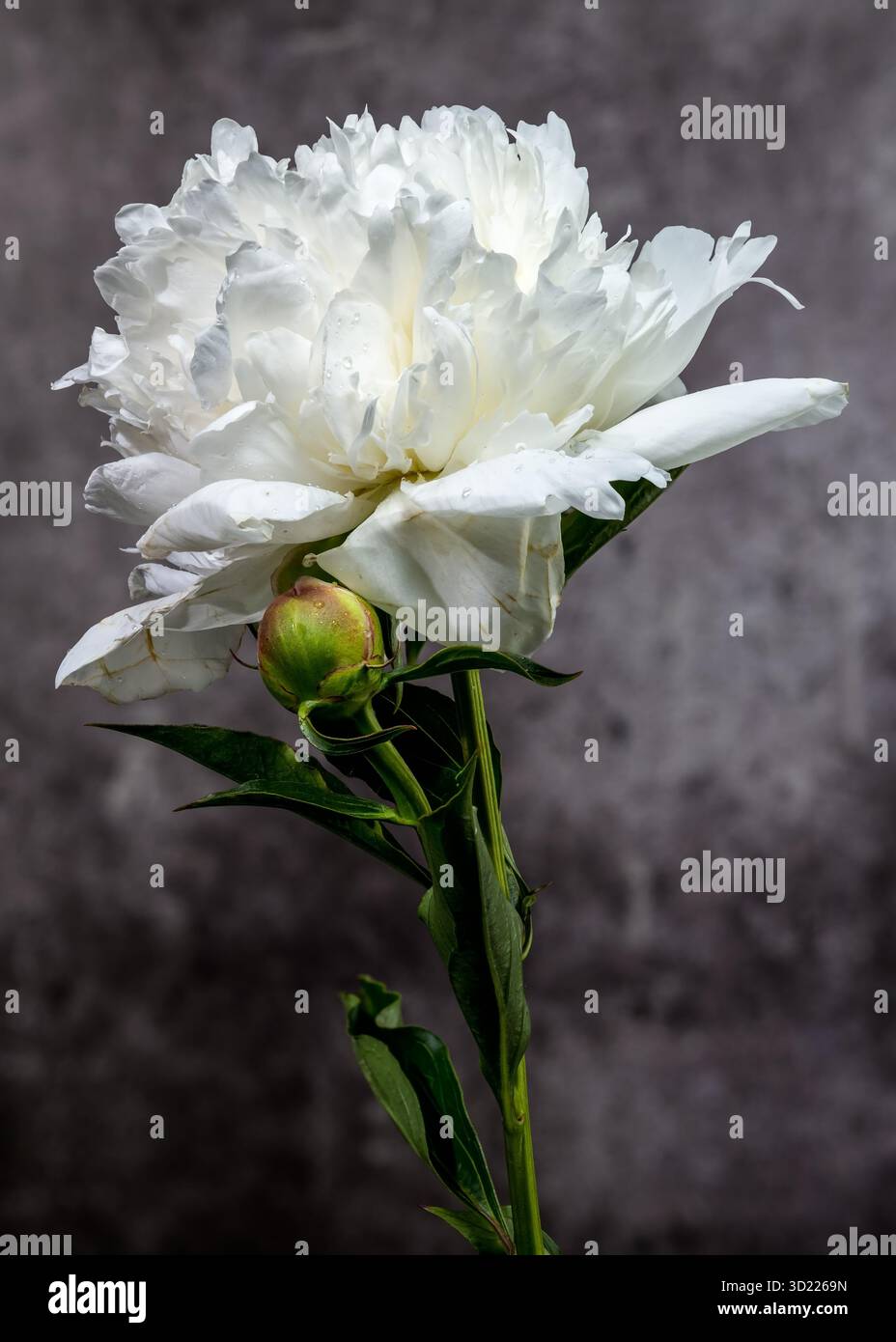 White Peony Bloom and Bud on a Textured Dark Backdrop Stock Photo - Alamy