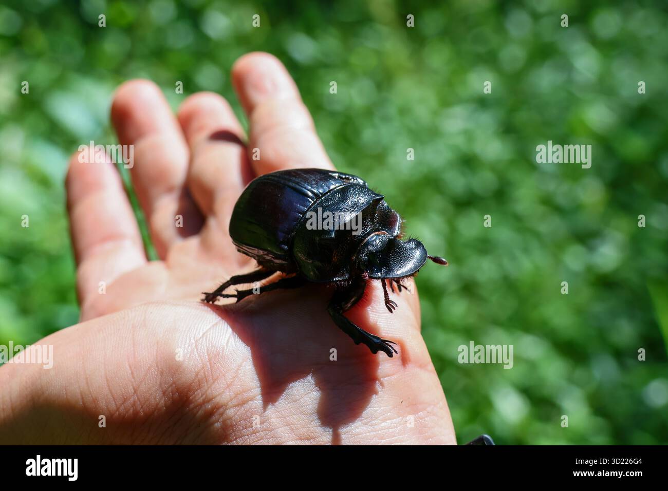 selective focus, a large black dung beetle in hand close up dung beetle can  be seen with its eyes showing cute and beautiful surface patterns. natural  Stock Photo - Alamy