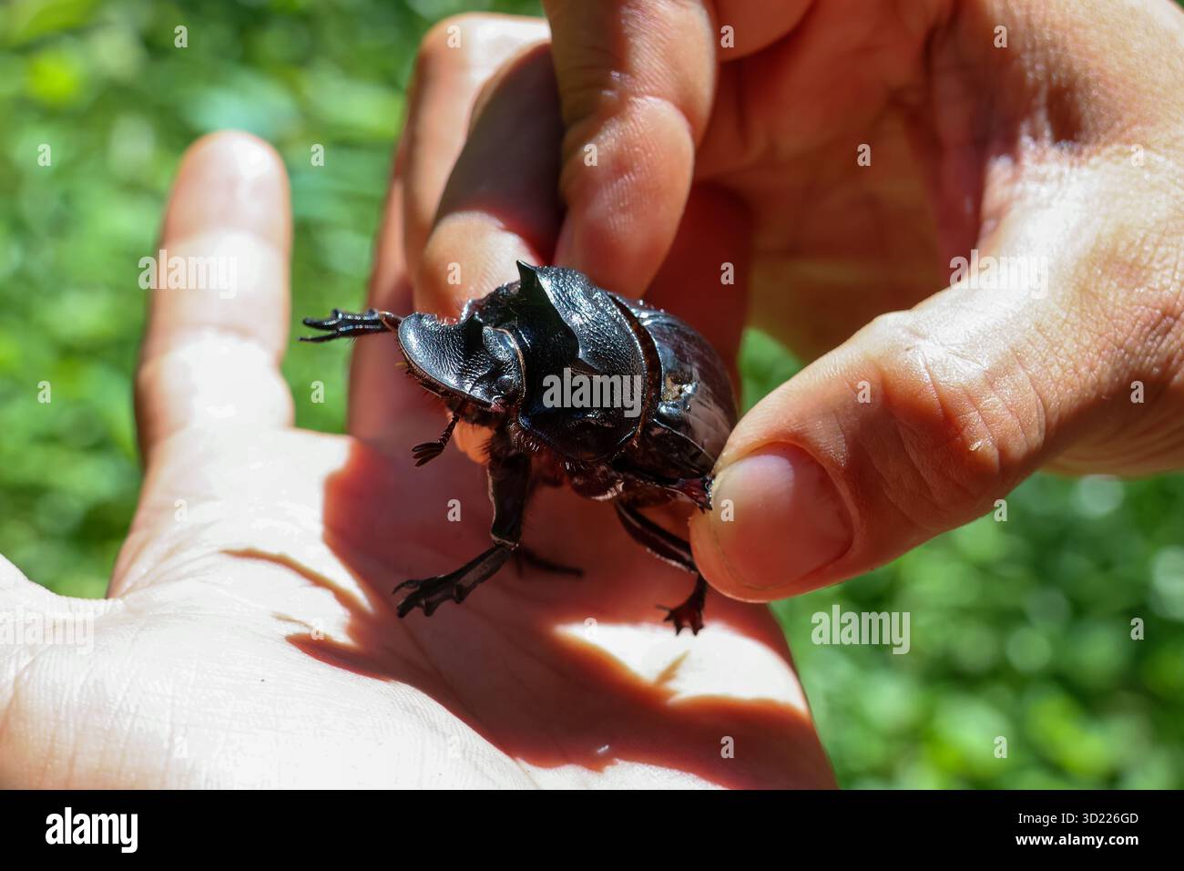 Dung beetle rolling cute hi-res stock photography and images - Alamy