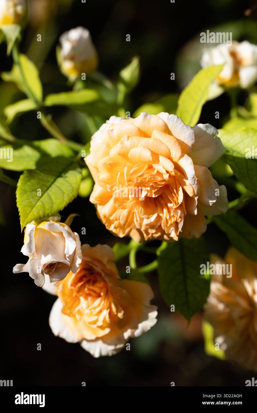 Buff beauty rose hi-res stock photography and images - Alamy