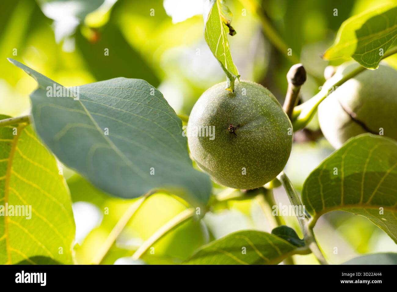 nut on the tree branch Stock Photo