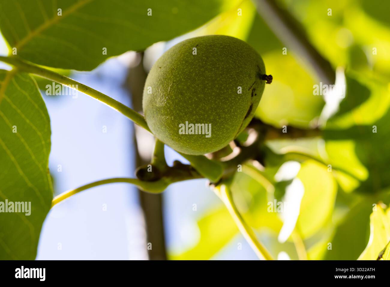 nut on the tree branch Stock Photo