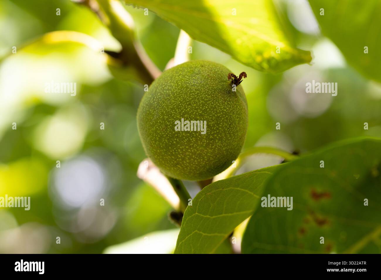 nut on the tree branch Stock Photo