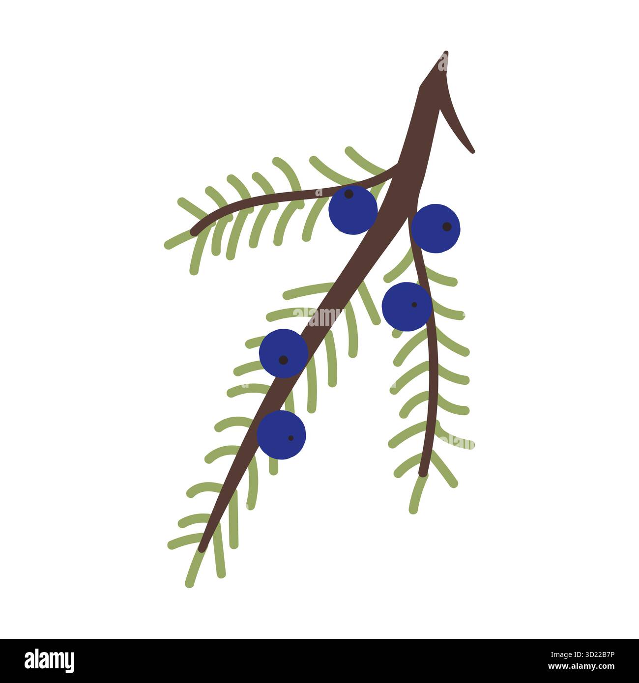 Juniper sprig with berries on a white background. Vector illustration Stock Vector