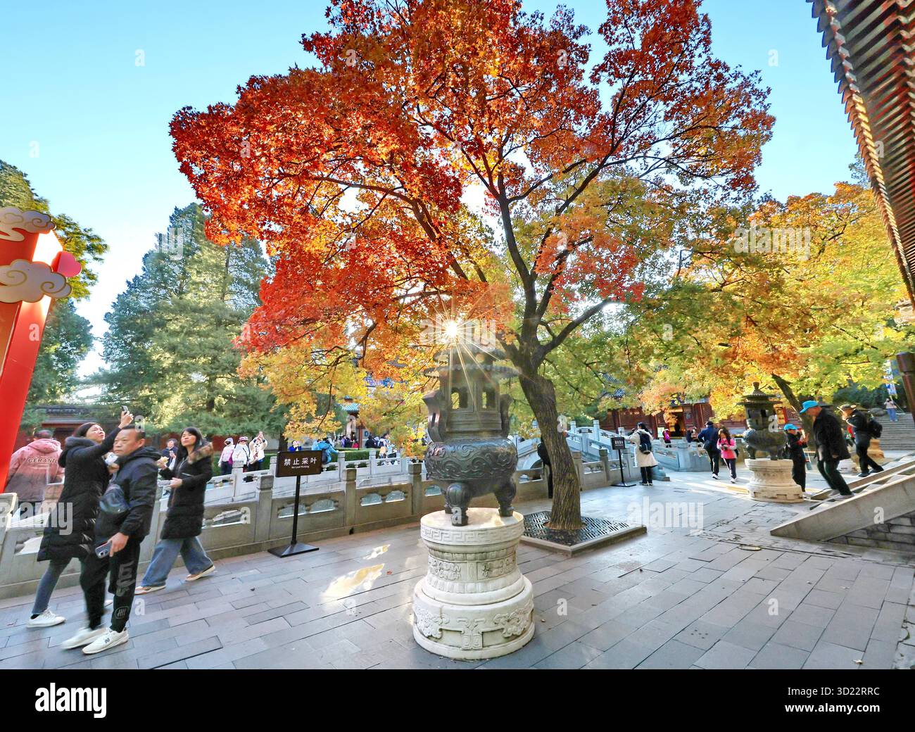 Maple leaves turn red at Xiangshan Park in Beijing, China, 27 October ...