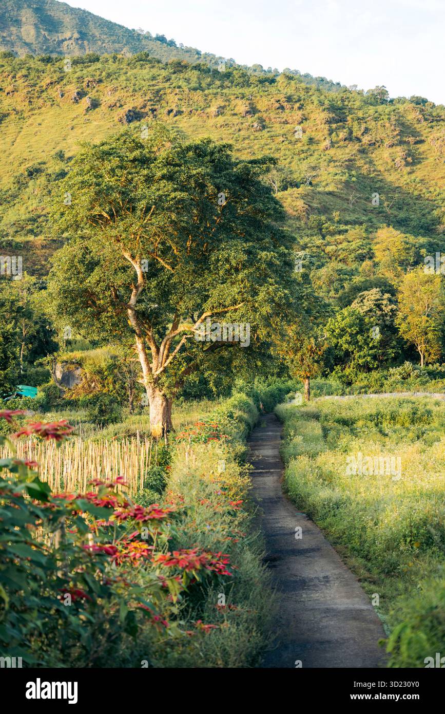 A scenic pathway runs through a lush, green landscape with trees and ...
