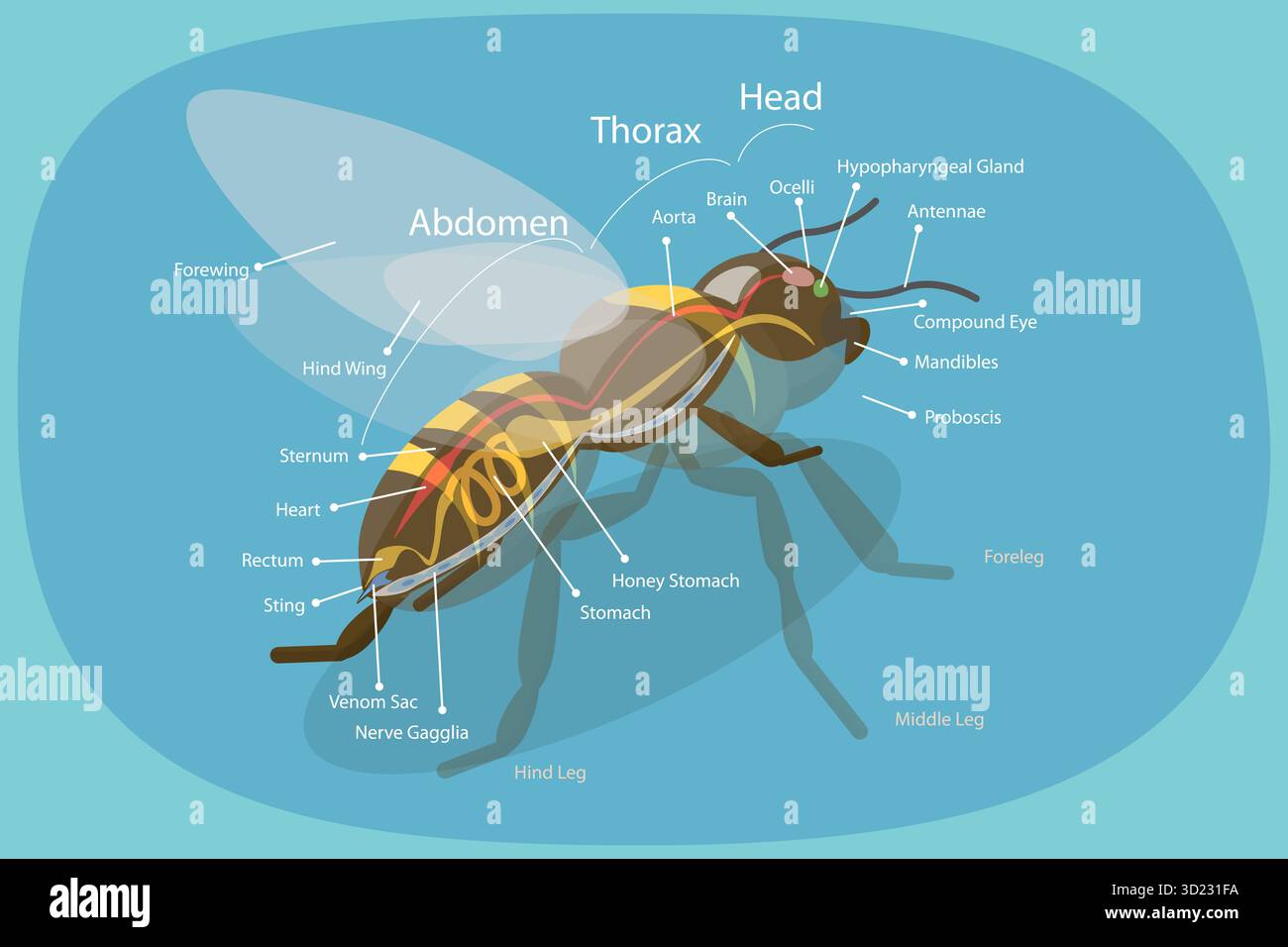 3D Isometric Flat Illustration of Anatomy Of Bee, Educational Diagram ...