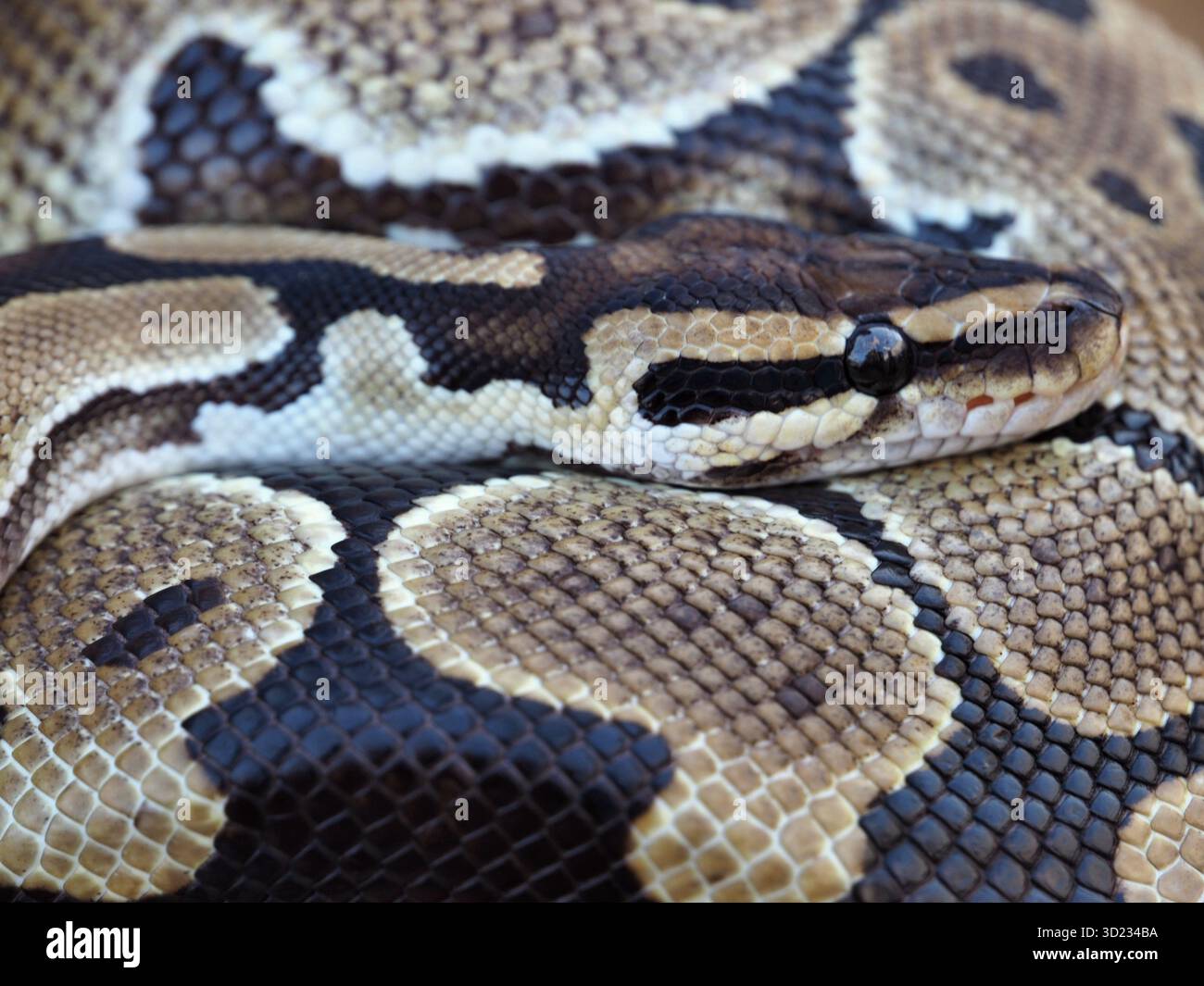 Royal python resting its head on its coiled body, showcasing intricate scale pattern Stock Photo