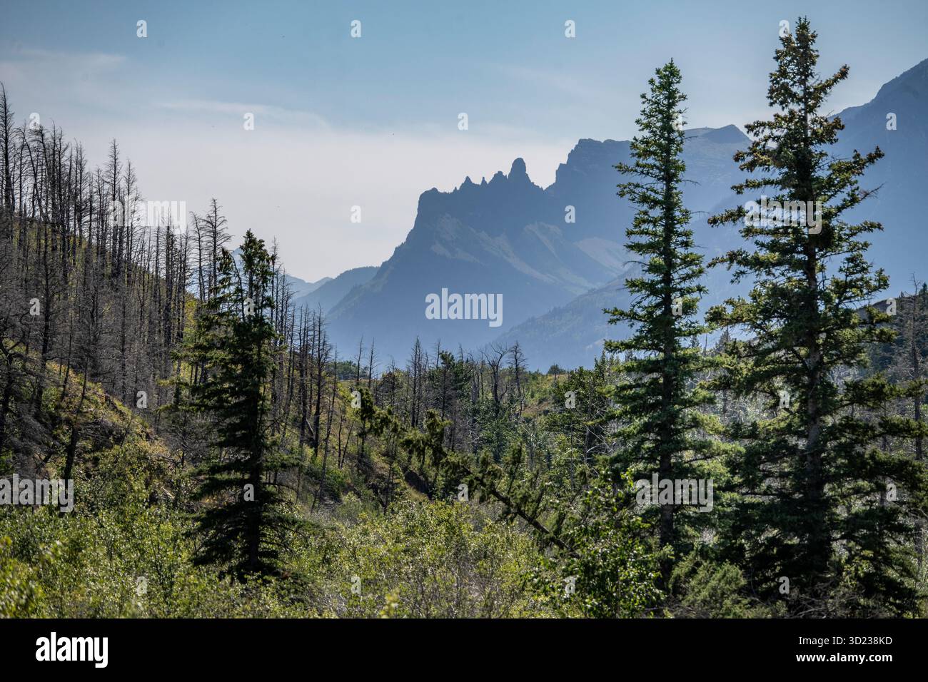 Majestic mountain landscape with lush greenery and towering pine trees ...