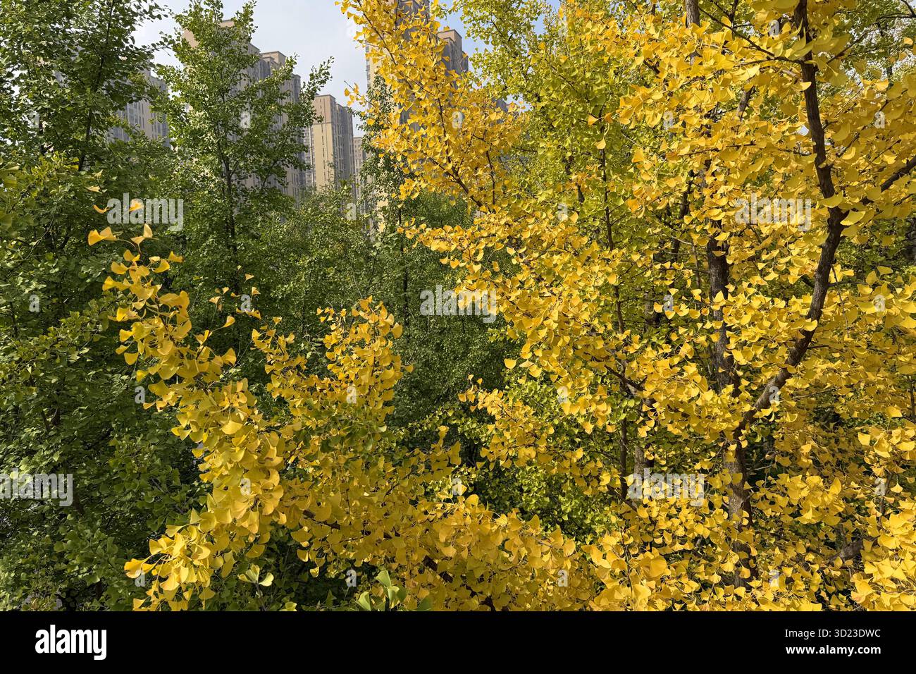 Red maple trees attract people at a park in Xi'an City, northwest China ...