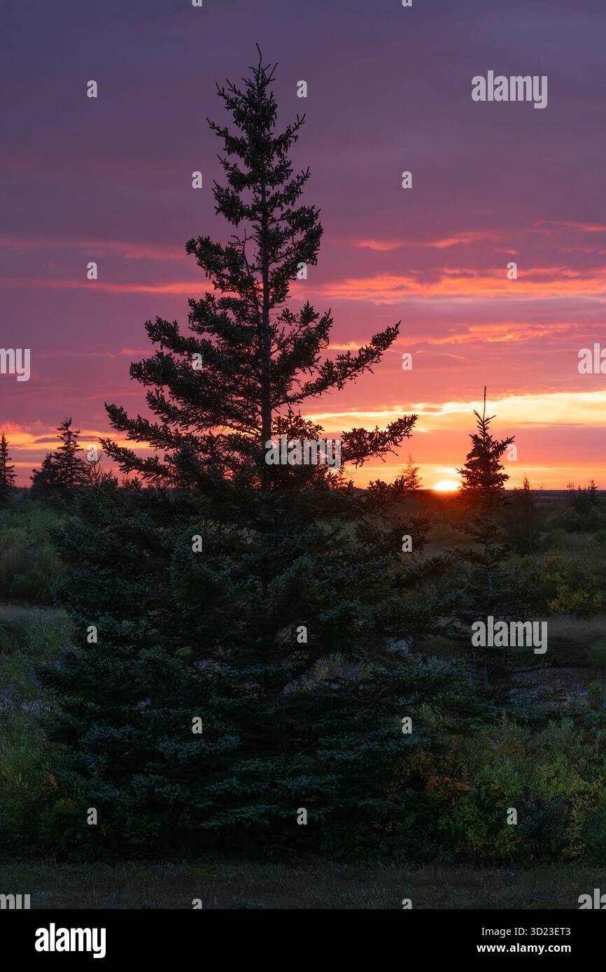 Majestic pine tree silhouette against a vibrant sunset sky in a tranquil landscape. Hudson Bay, Churchill, Manitoba, Canada Stock Photo