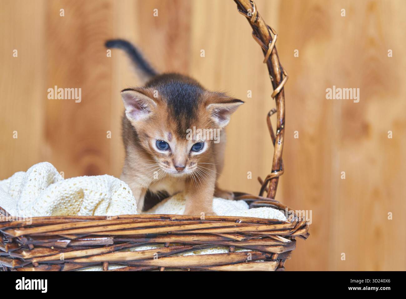 Adorable abyssinian kitten exploring wicker basket with cozy blanket in warm Stock Photo