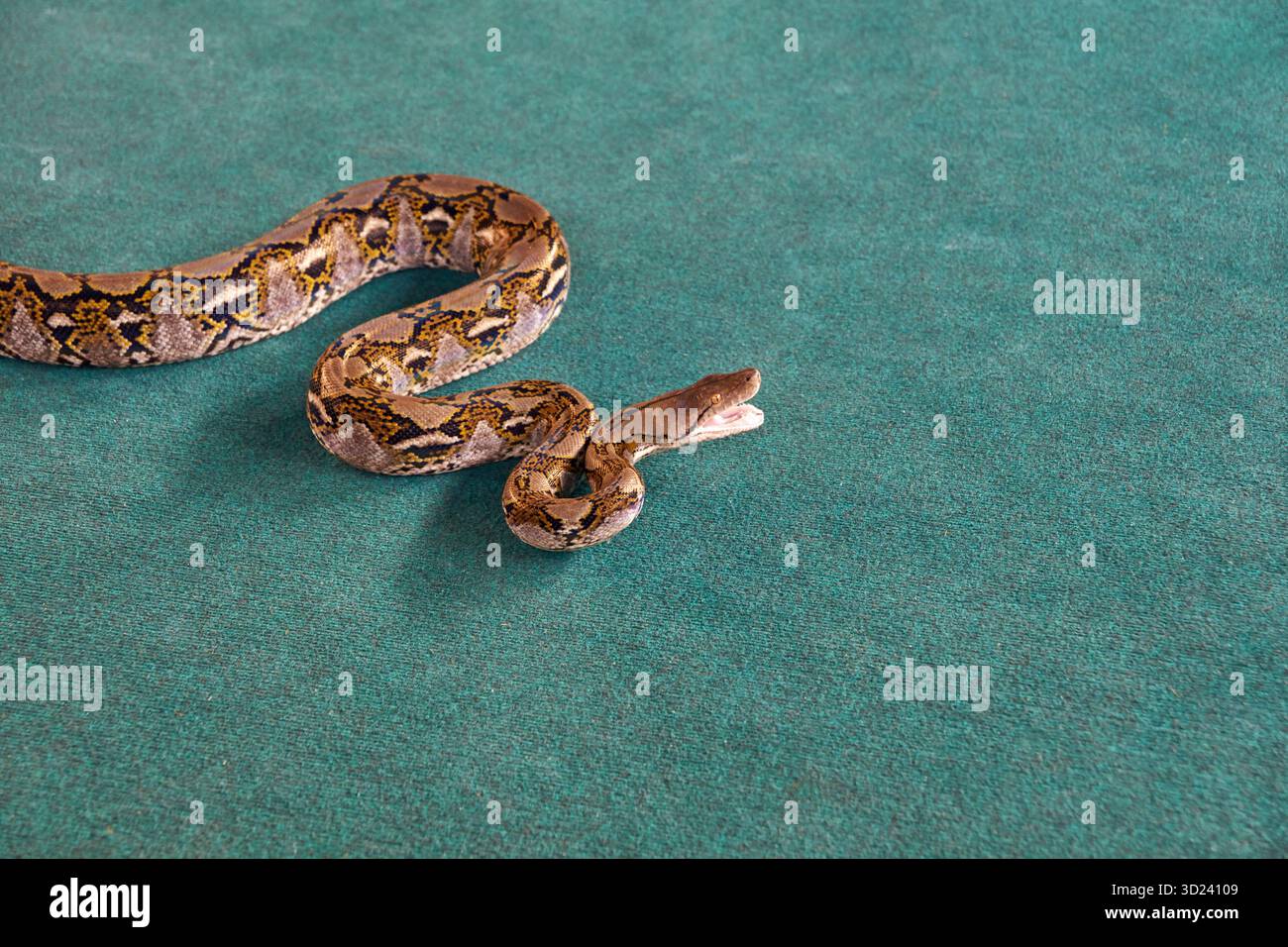 Burmese python on turquoise surface displaying camouflage patterns and unique Stock Photo