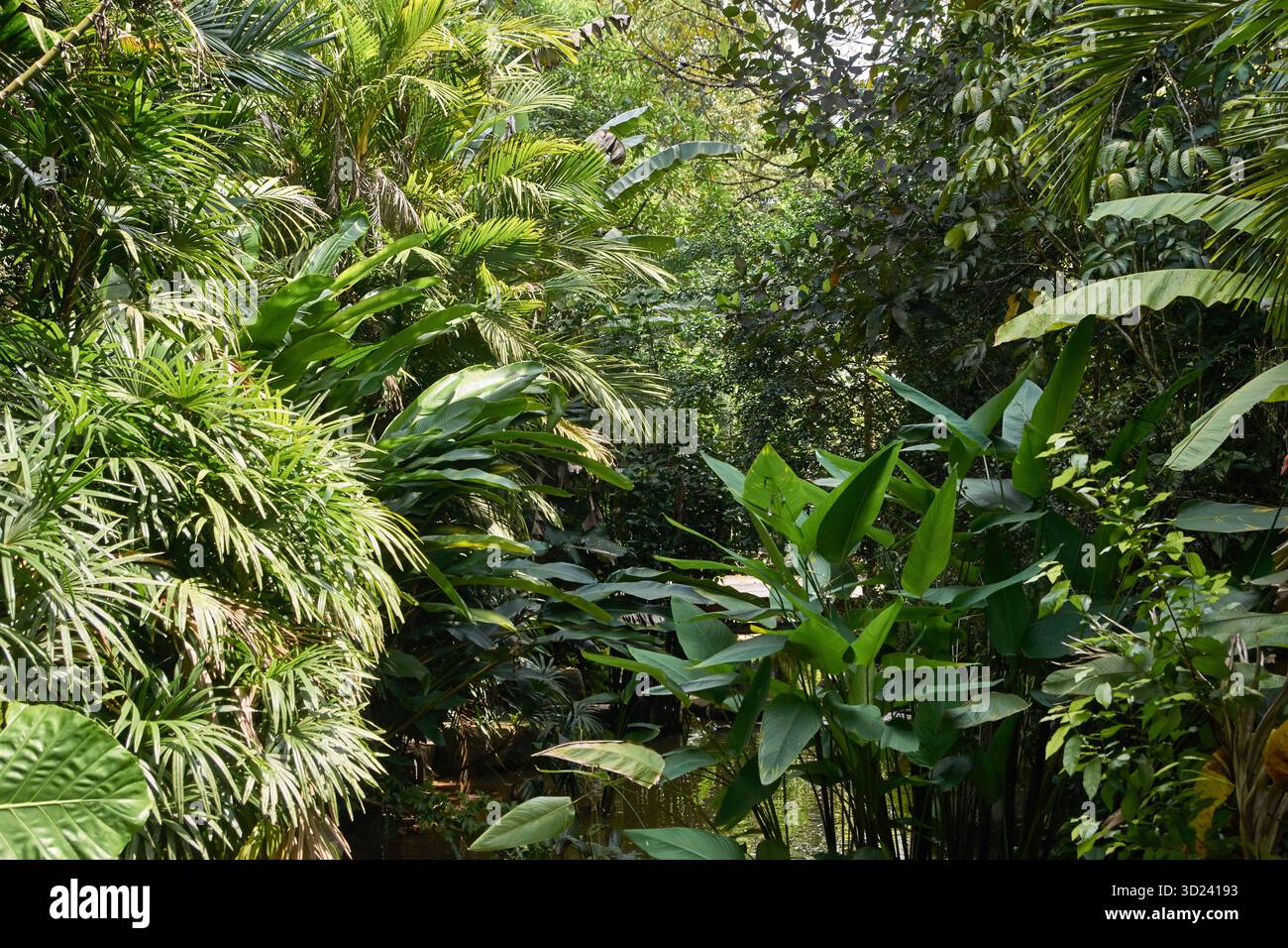 Lush tropical jungle with diverse green foliage and dense vegetation ...
