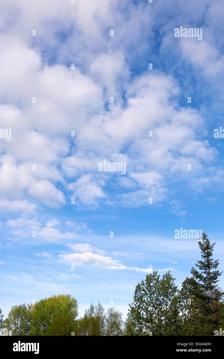 Blue summer sky with cumulus clouds over tree tops. Stock Photo