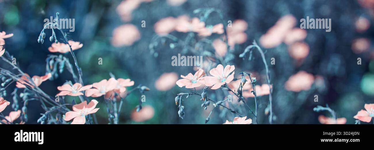 Dreamy close-up of delicate pink flowers on a soft blue background in a serene Stock Photo