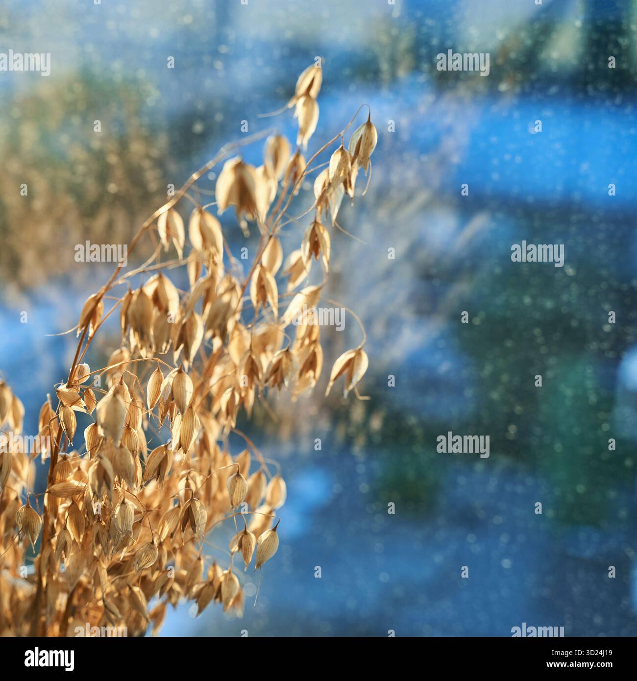 Golden oats in winter sunlight against frosted window with blue sky Stock Photo