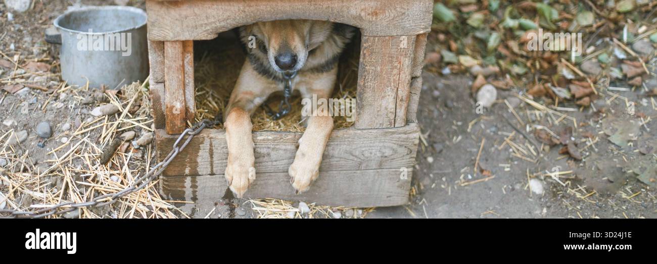 Lonely dog in wooden house with chain and straw on autumn day outdoors Stock Photo