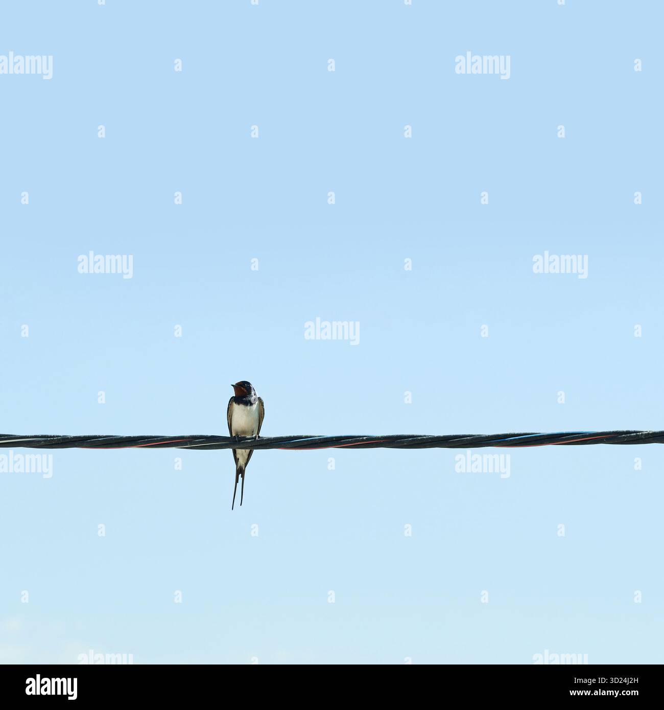 Solitary swallow perched on wire against clear blue sky Stock Photo