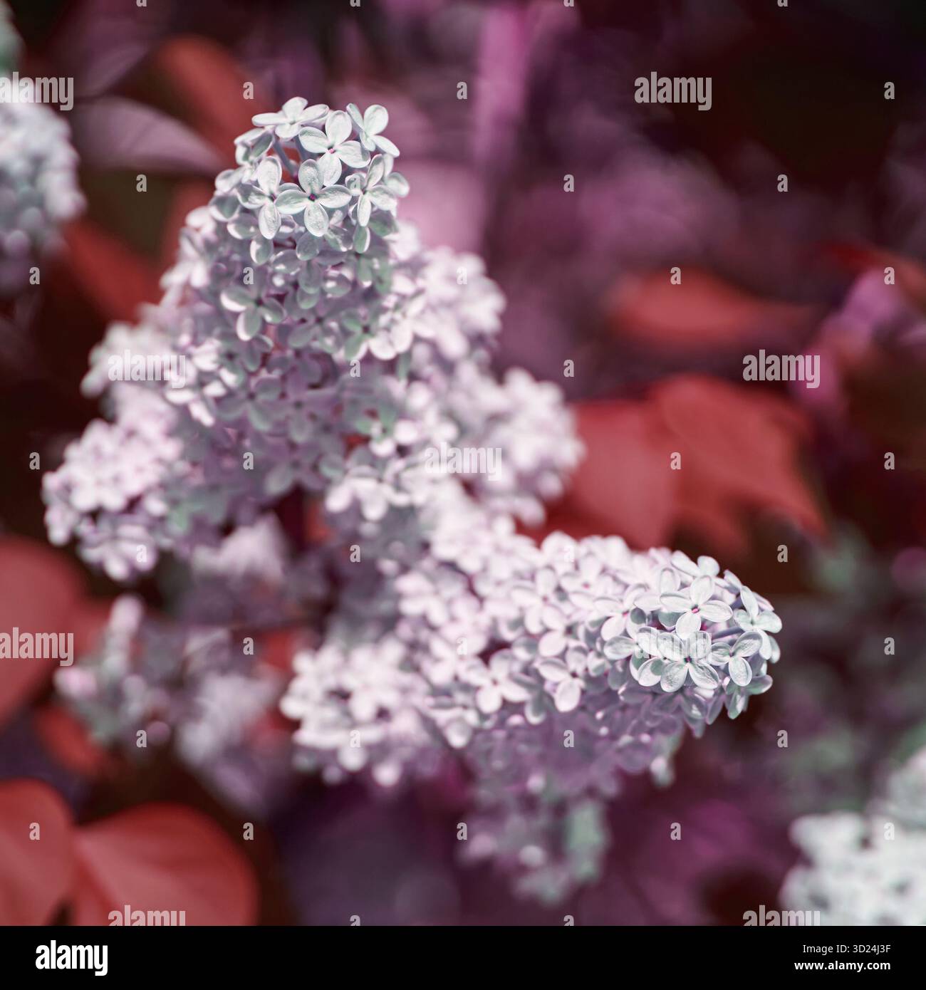 Close-up of purple and white lilac blossoms amid lush foliage in soft light Stock Photo
