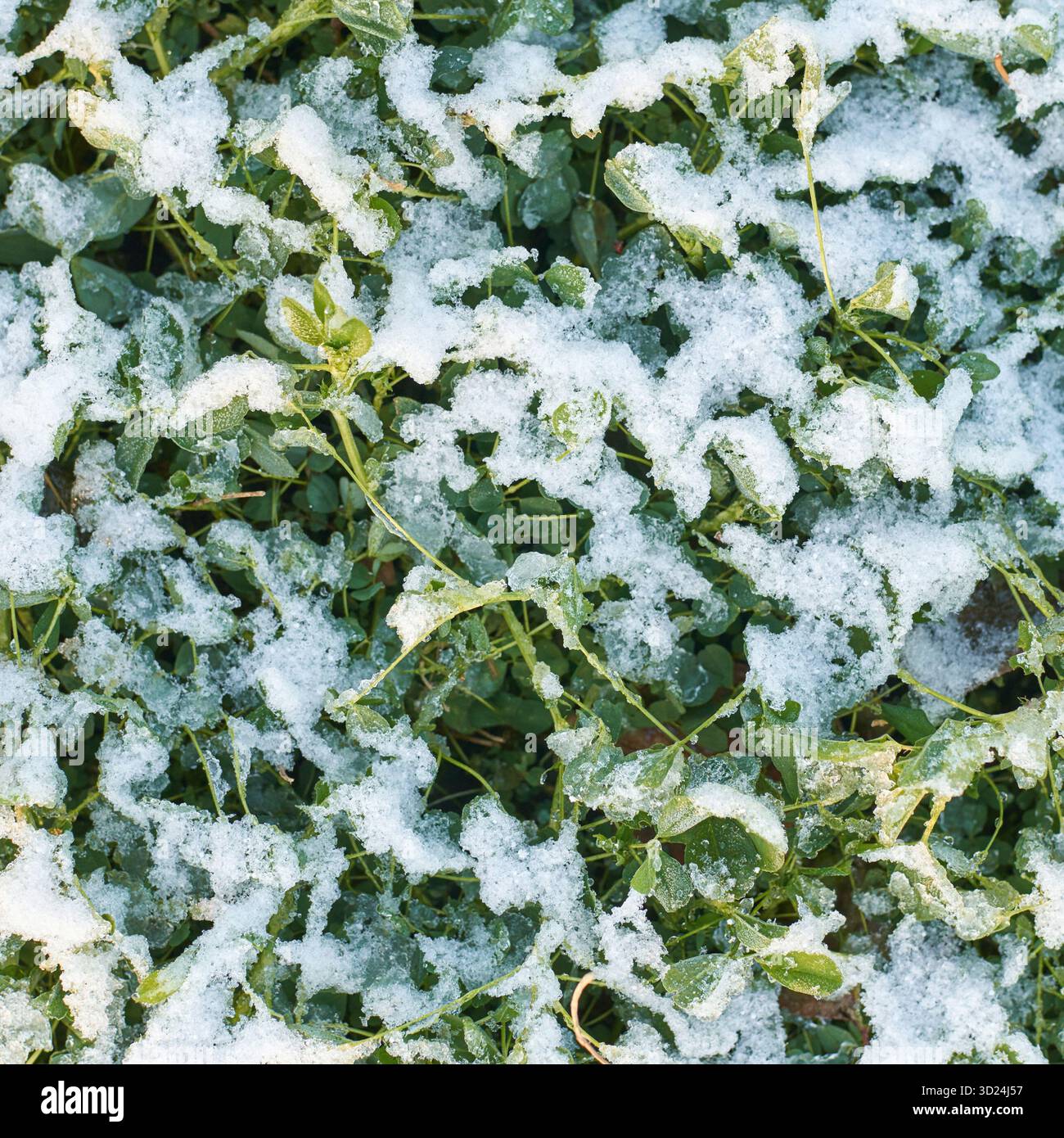 Snow-dusted green leaves in winter garden scenery capturing natures seasonal Stock Photo