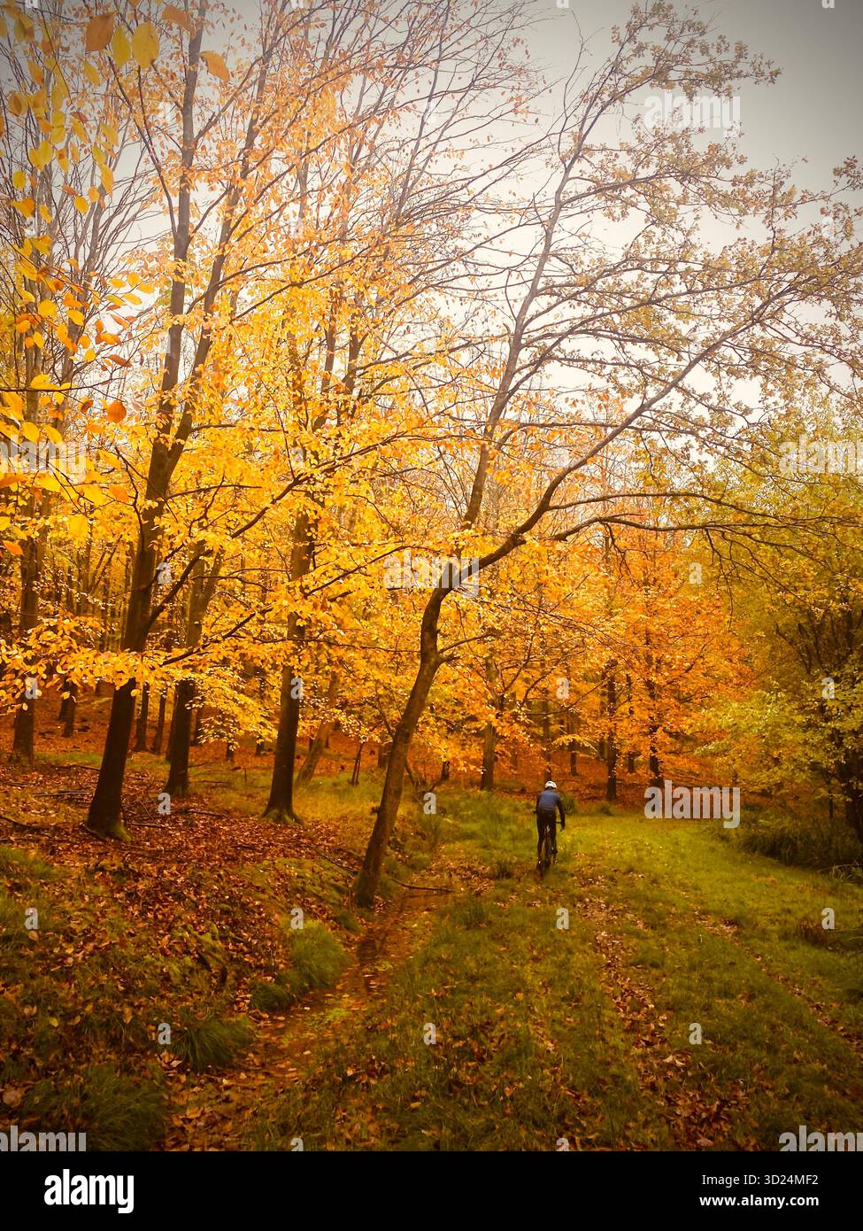 Beach trees in autumn with a cyclist on a trail, West Sussex autumn, October 2025 - Smartphone Captured Stock Image
