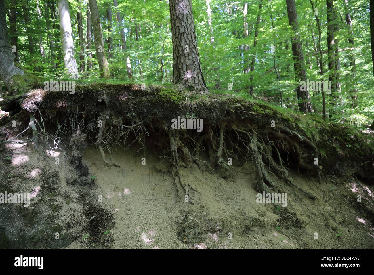 Tree Roots Over Hillside Exposed tree roots on forest hillside erosion Stock Photo - Alamy