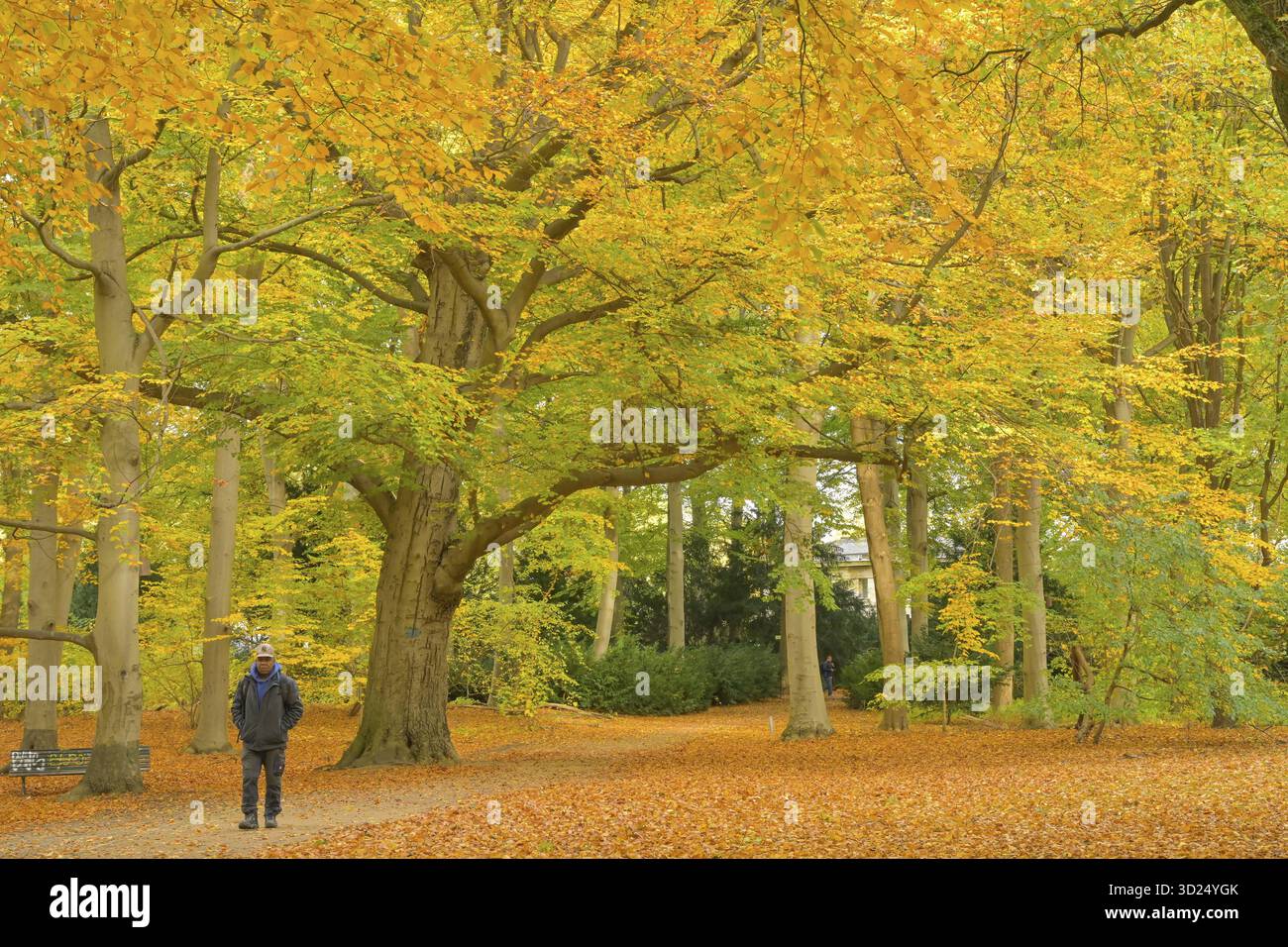 autumn-in-grosser-tiergarten-park-mitte-berlin-germany-stock-photo