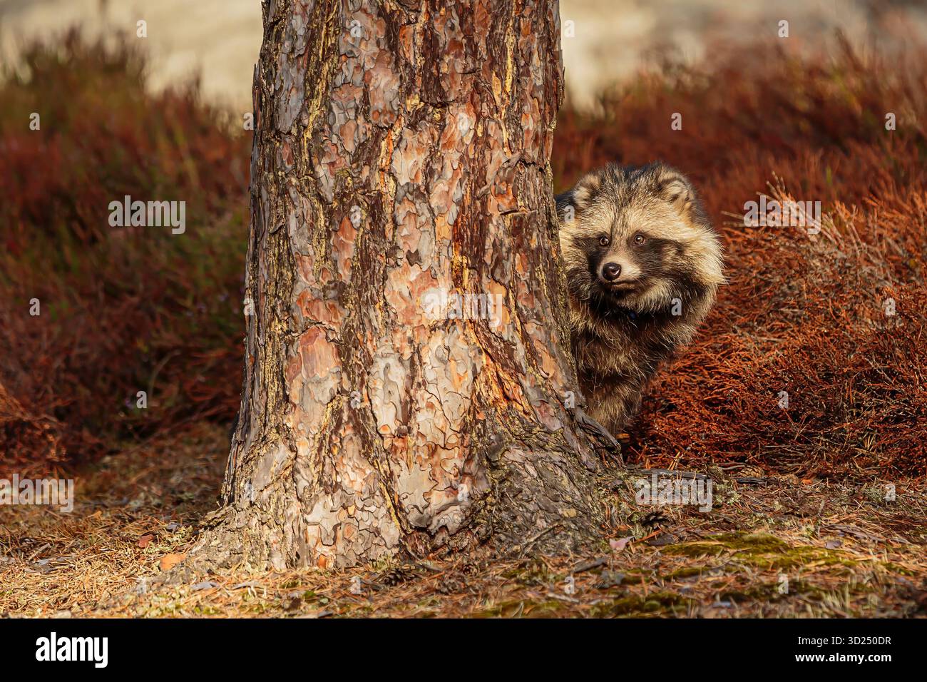 male The common raccoon dog (Nyctereutes procyonoides), also called the ...