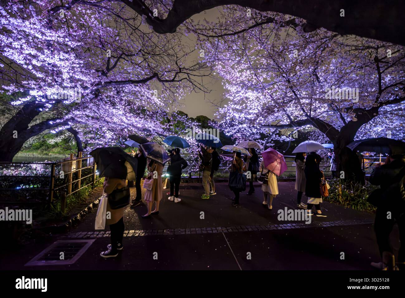 people-walking-under-blooming-illuminated-cherry-trees-at-night