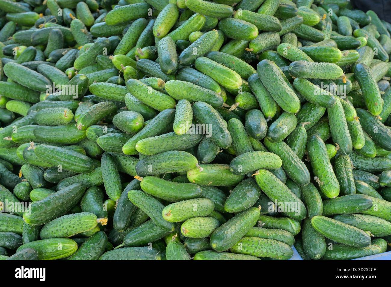 Gurken, Verkaufsstand, Zentralmarkt, grosser Wochenmarkt, Centraltirgus, Riga, Lettland Stock Photo