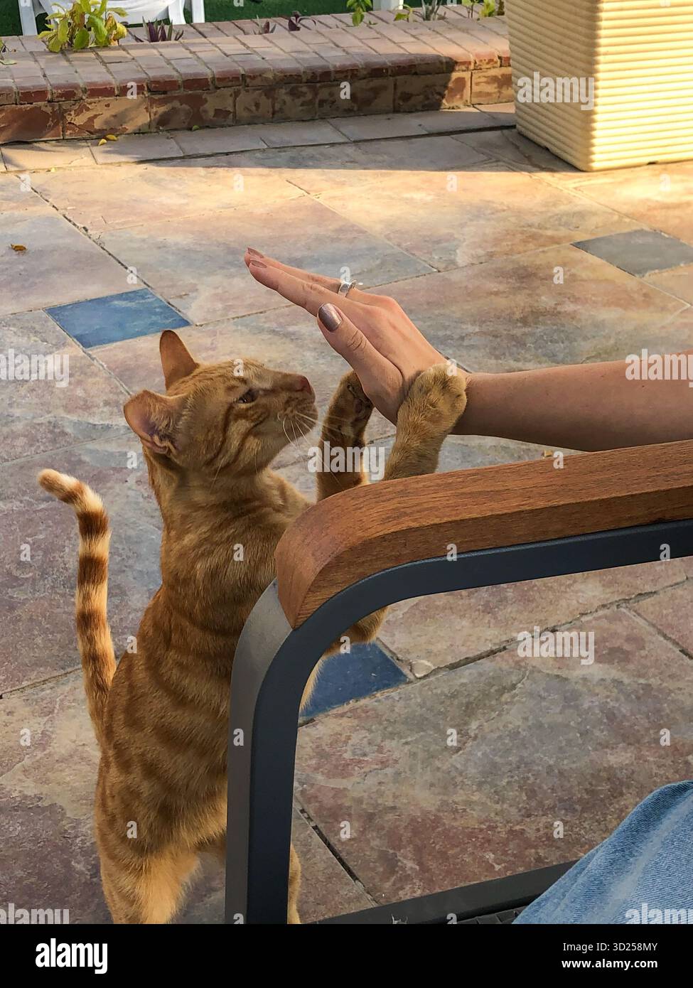 Woman pets Egyptian baladi cat, the cat is vaccinated in public campaign as seen by chipped ear - Smartphone Captured Stock Image