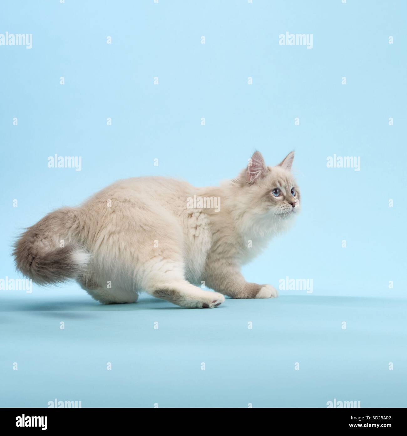 A young Cornish Rex kitten jumps excitedly in the air, reaching for a blue toy. Its playful nature is captured with a bright blue background. Stock Photo