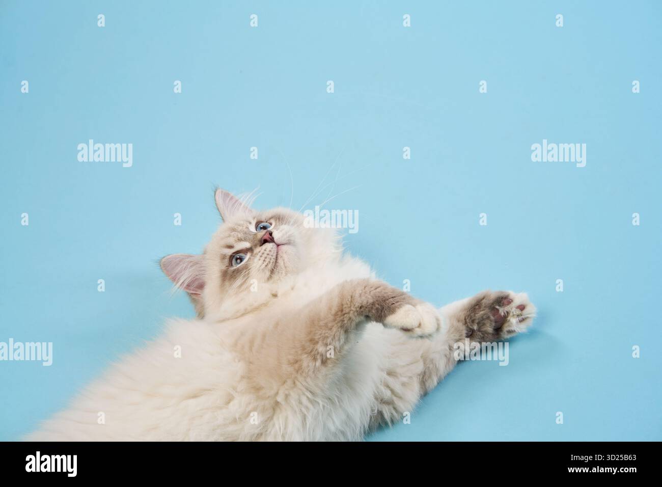 A young Cornish Rex kitten jumps excitedly in the air, reaching for a blue toy. Its playful nature is captured with a bright blue background. Stock Photo