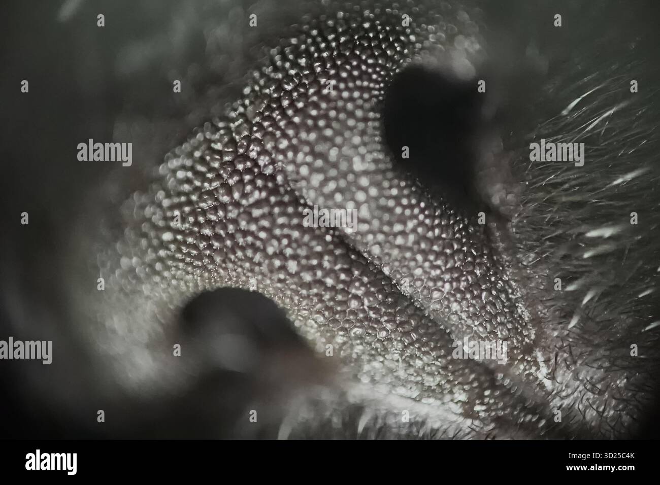 Rat Rhinarium Moist nose detail hi-res stock photography and images - Alamy