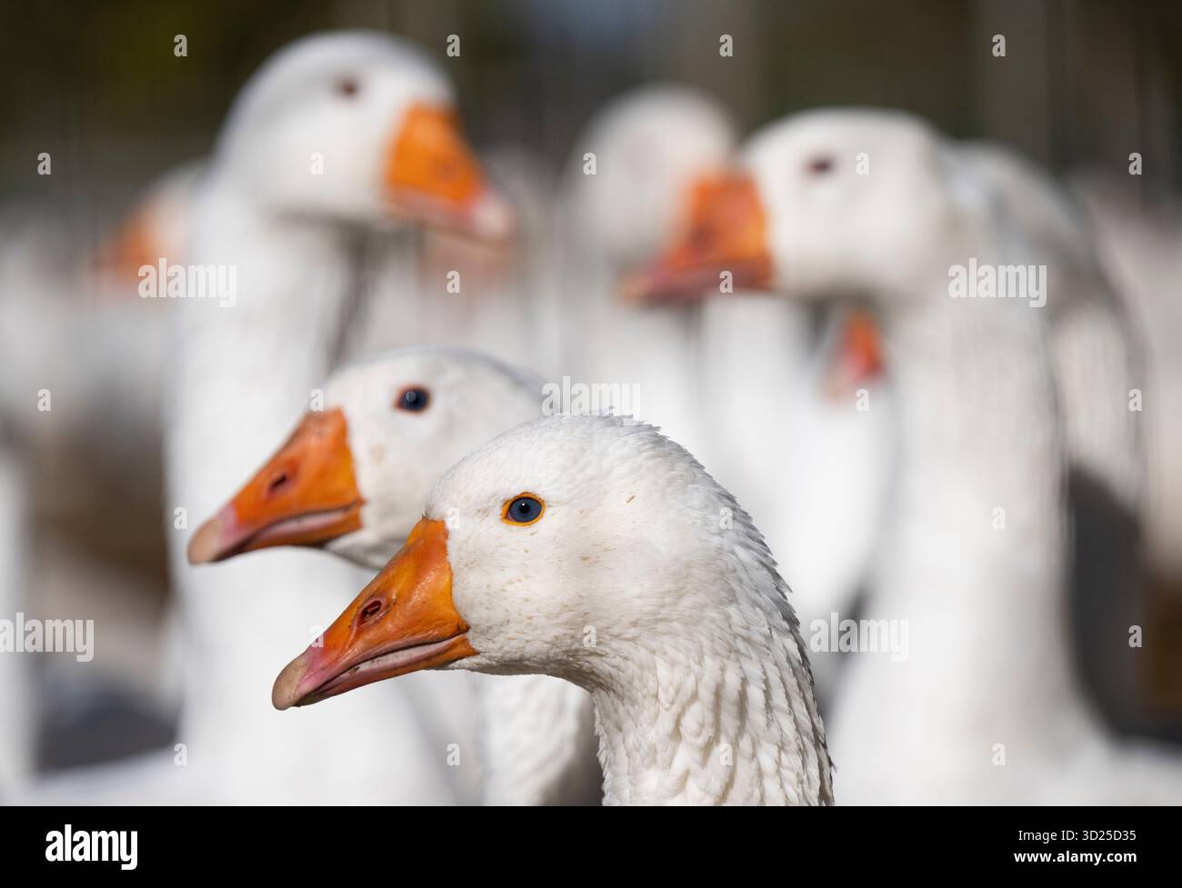 Walk In Breeding PRODUCTION - 30 October 2025, Hesse, Groß-Zimmern: Breeding geese walk ...