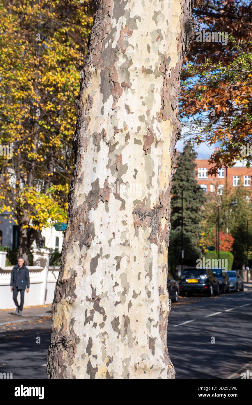 Treeplane Roadside trees plane tree hi-res stock photography and images - Alamy