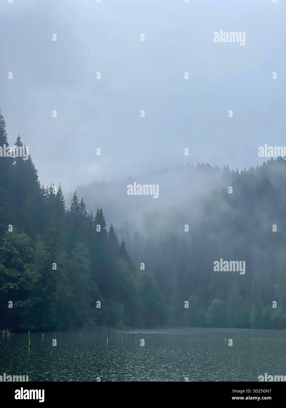 Misty forest by a mountain lake on a rainy day. Scenic landscape with fog, trees and calm water reflecting the moody weather - Smartphone Captured Stock Image