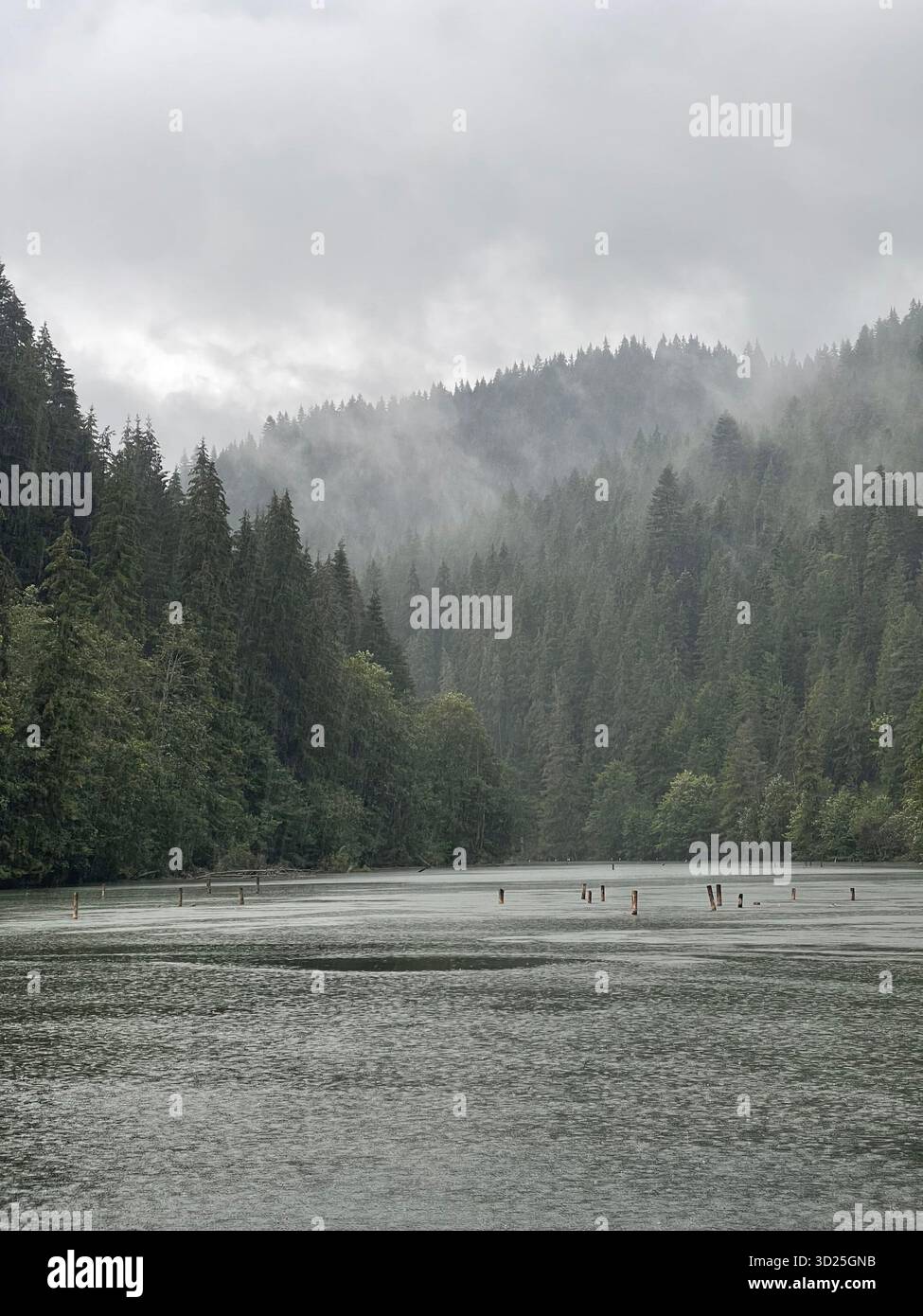 Misty forest by a mountain lake on a rainy day. Scenic landscape with fog, trees and calm water reflecting the moody weather - Smartphone Captured Stock Image